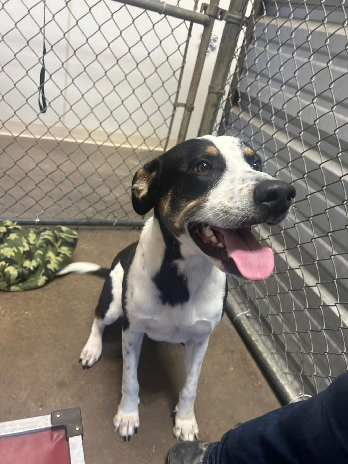 Maverick the Moo - Labrador Retriever / Mixed (short coat)