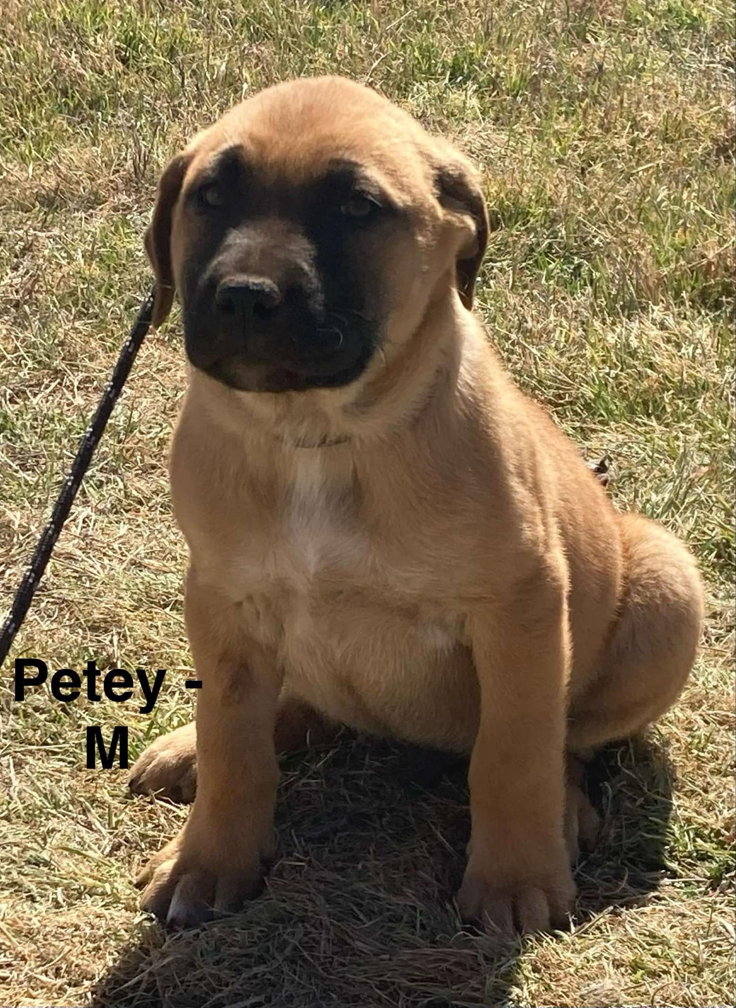 Petey - Labrador Retriever / Mixed (short coat)