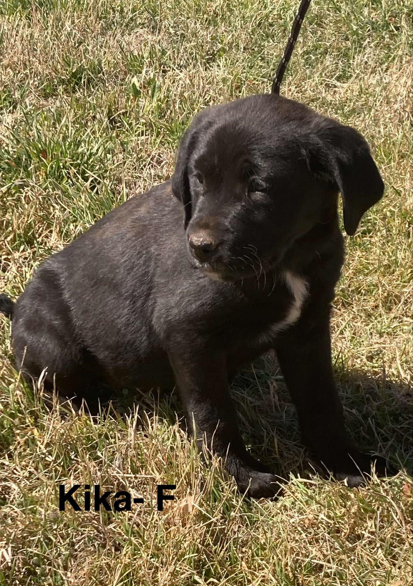 Kika - Labrador Retriever / Mixed (short coat)
