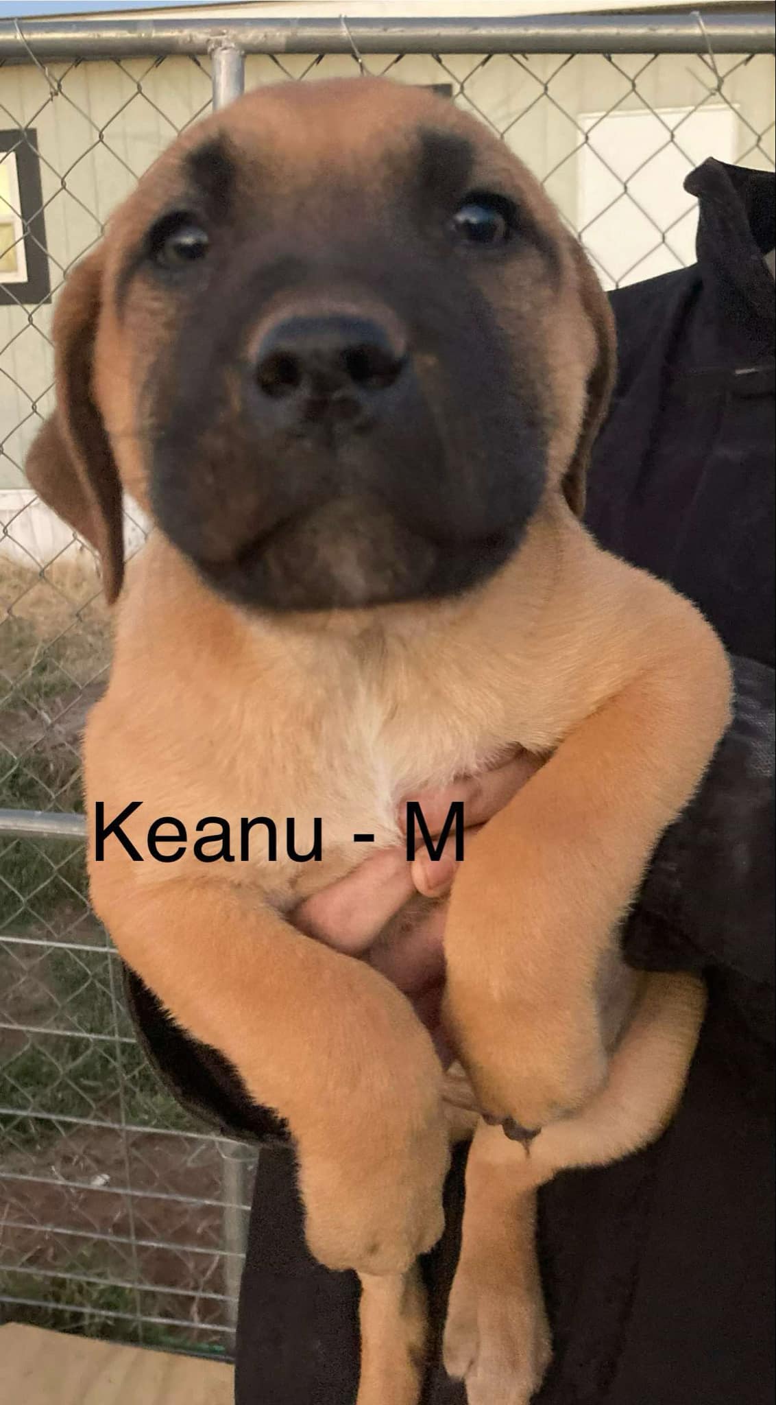 Keanu - Labrador Retriever / Mixed (short coat)