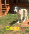 Cedar