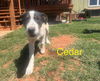 Cedar