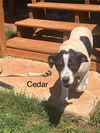 Cedar