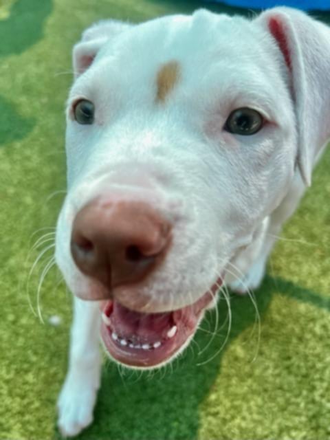 Rascal - Unknown breed (short coat)