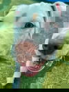 Rascal