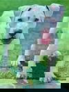 Rascal