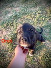 Oreo