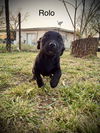 Rolo