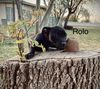 Rolo