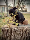 Rolo