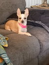 Bitsy Bunny