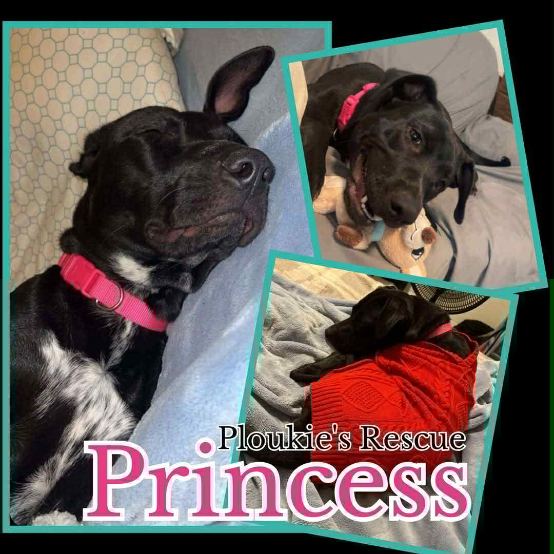 Princess - Labrador Retriever / Mixed (short coat)