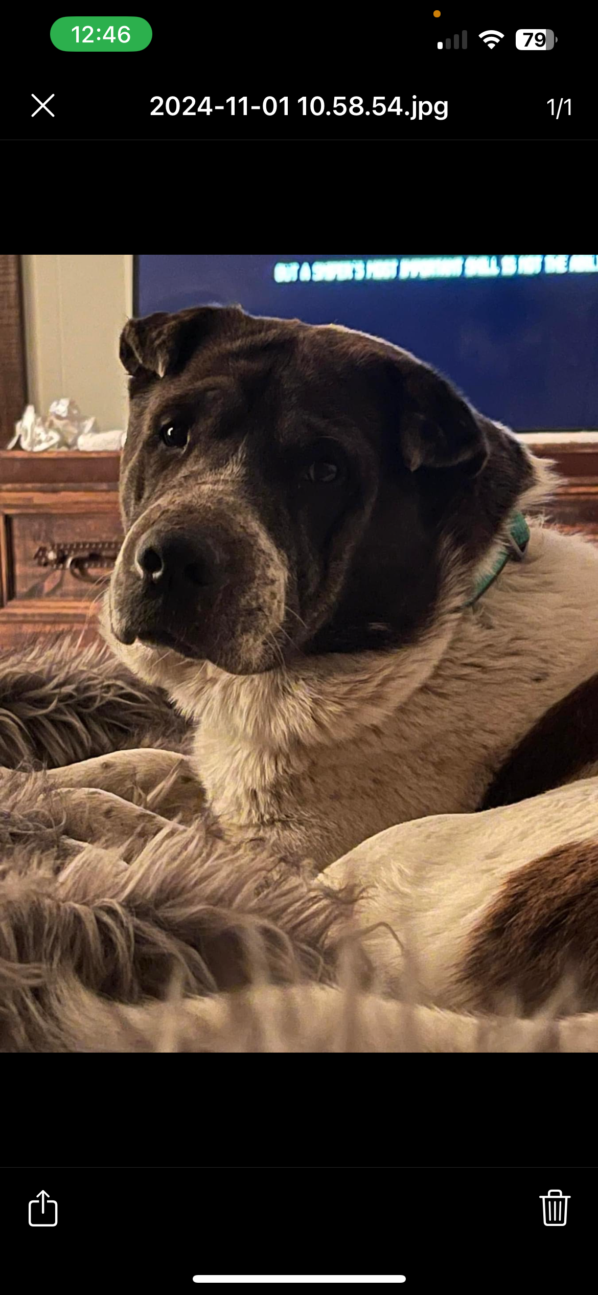 General - Unknown breed (medium coat)