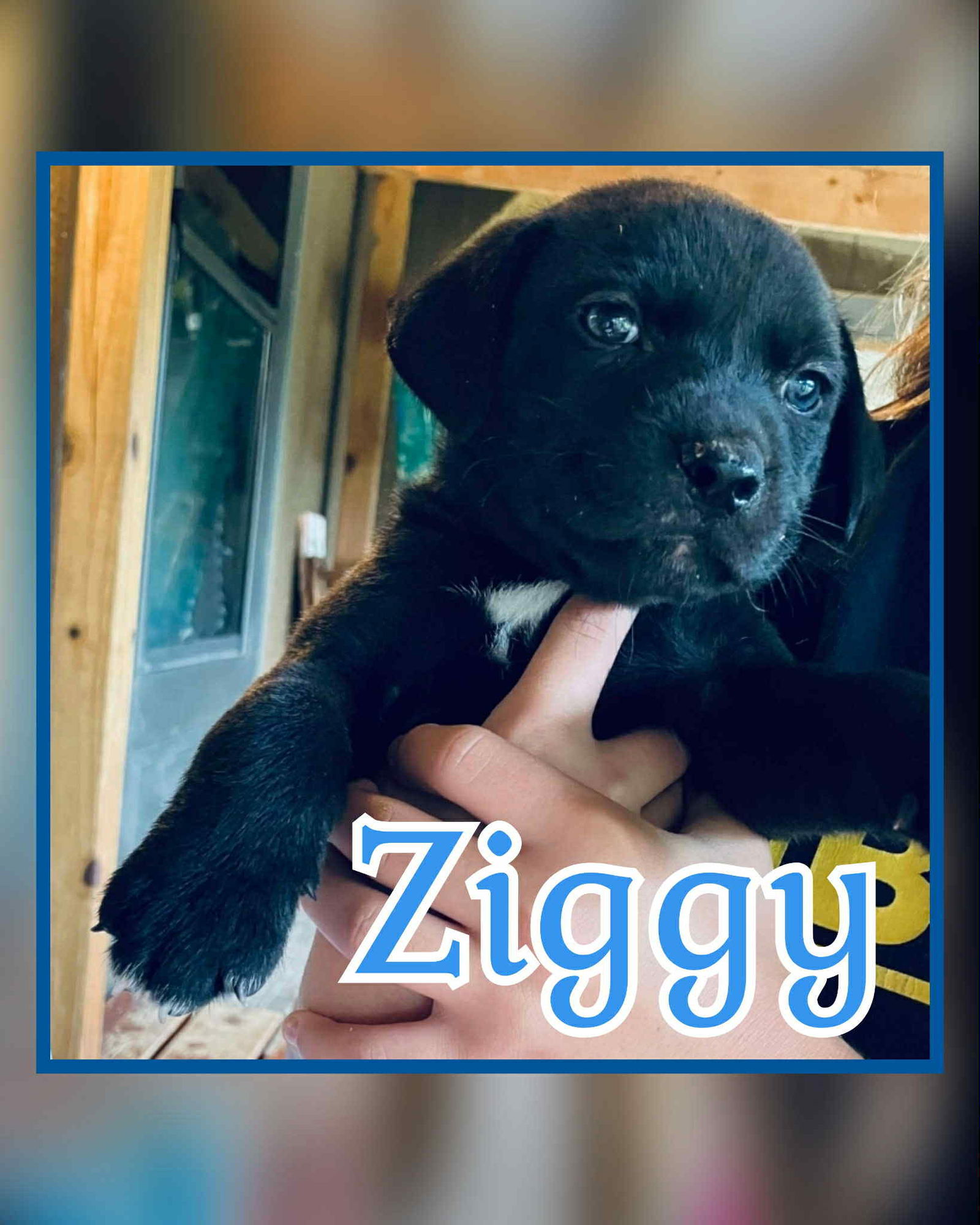 Ziggy - Labrador Retriever / Mixed (short coat)