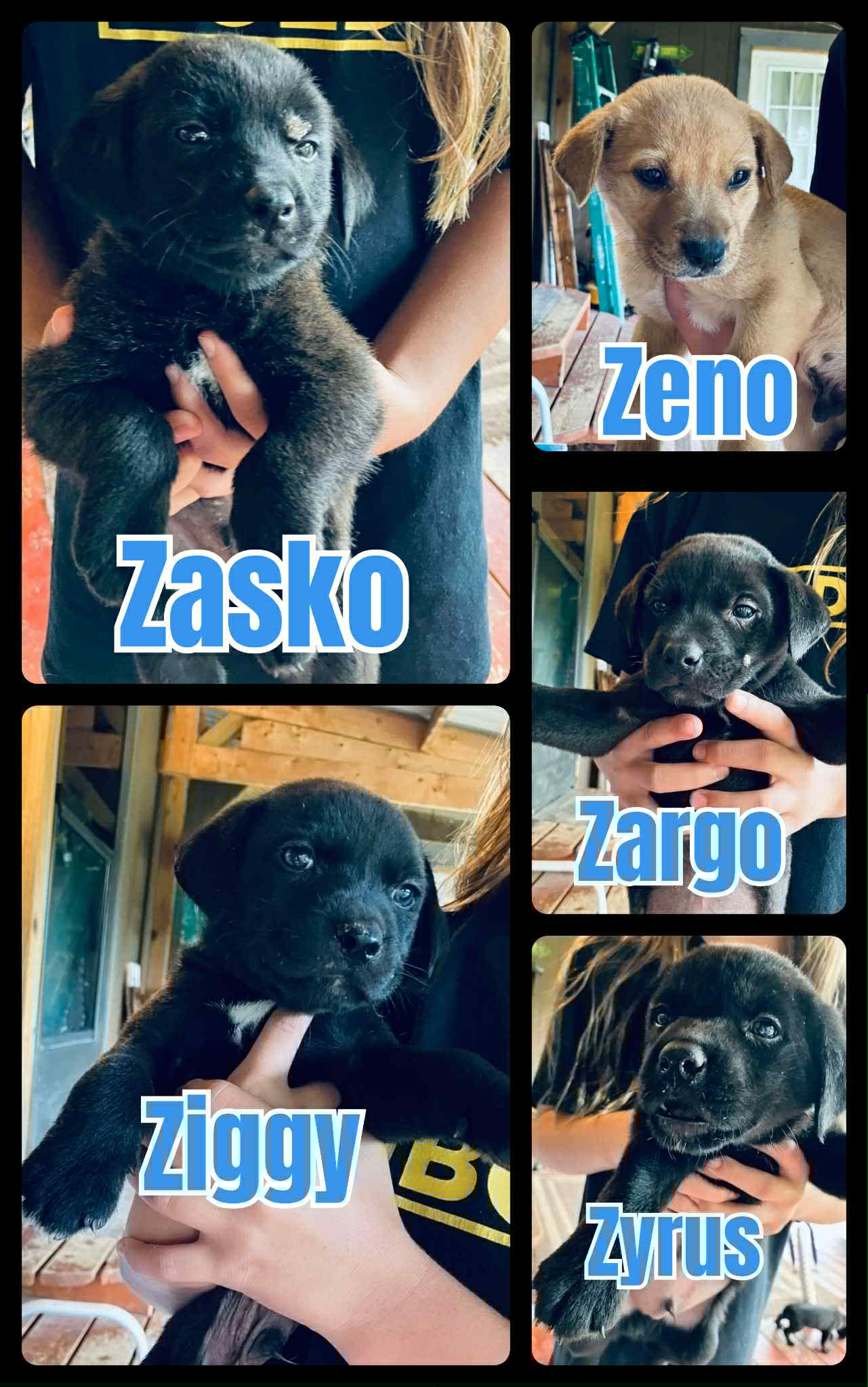 Zyrus - Labrador Retriever / Mixed (short coat)