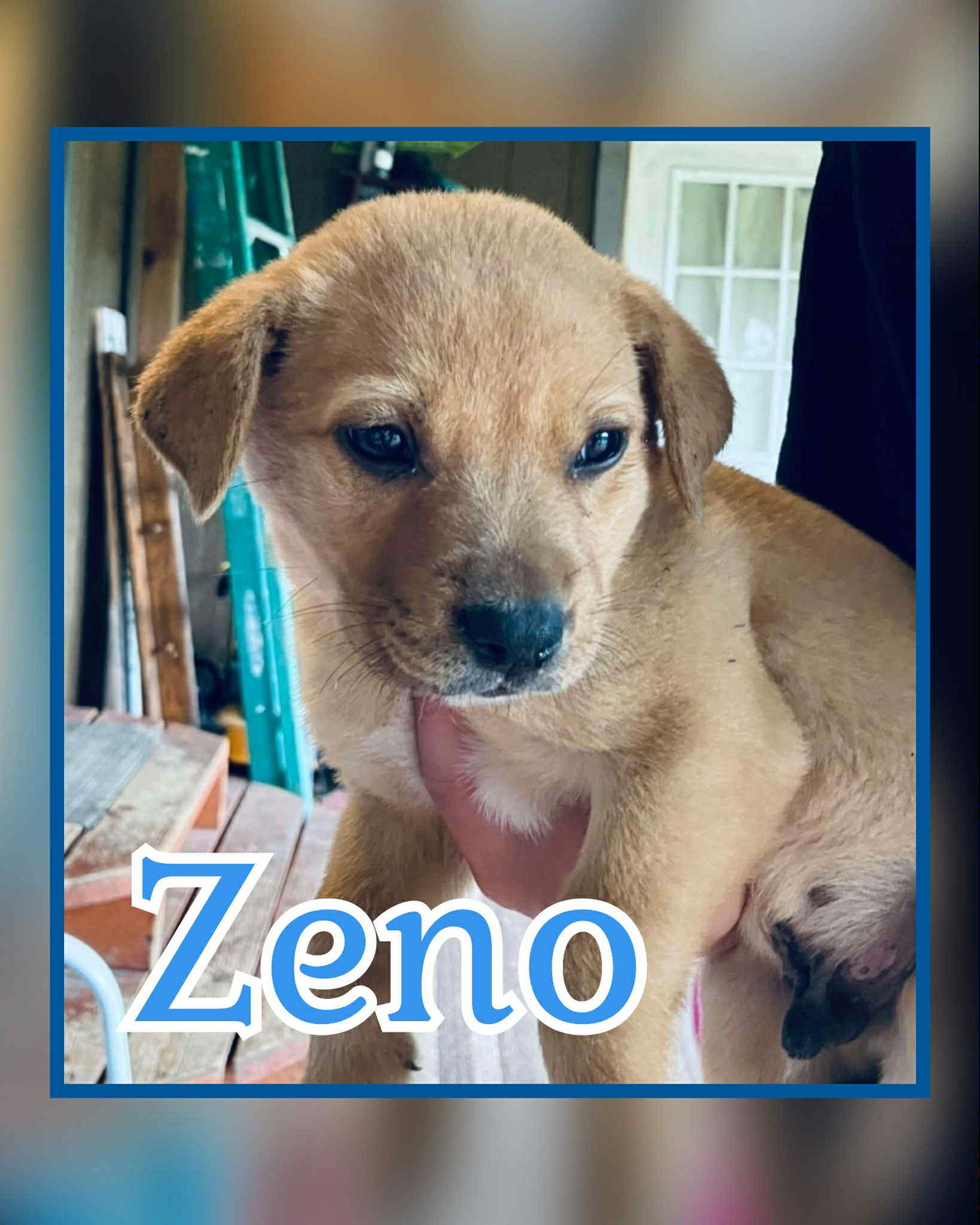 Zeno - Labrador Retriever / Mixed (short coat)