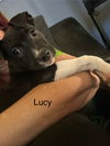 Lucy