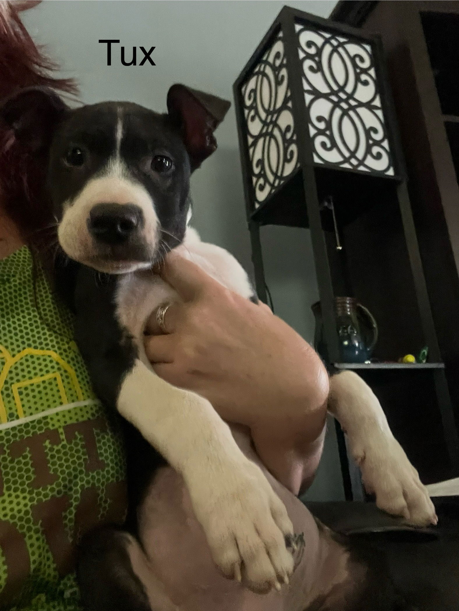 Tux - American Staffordshire Terrier / Mixed (short coat)