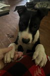 Tux