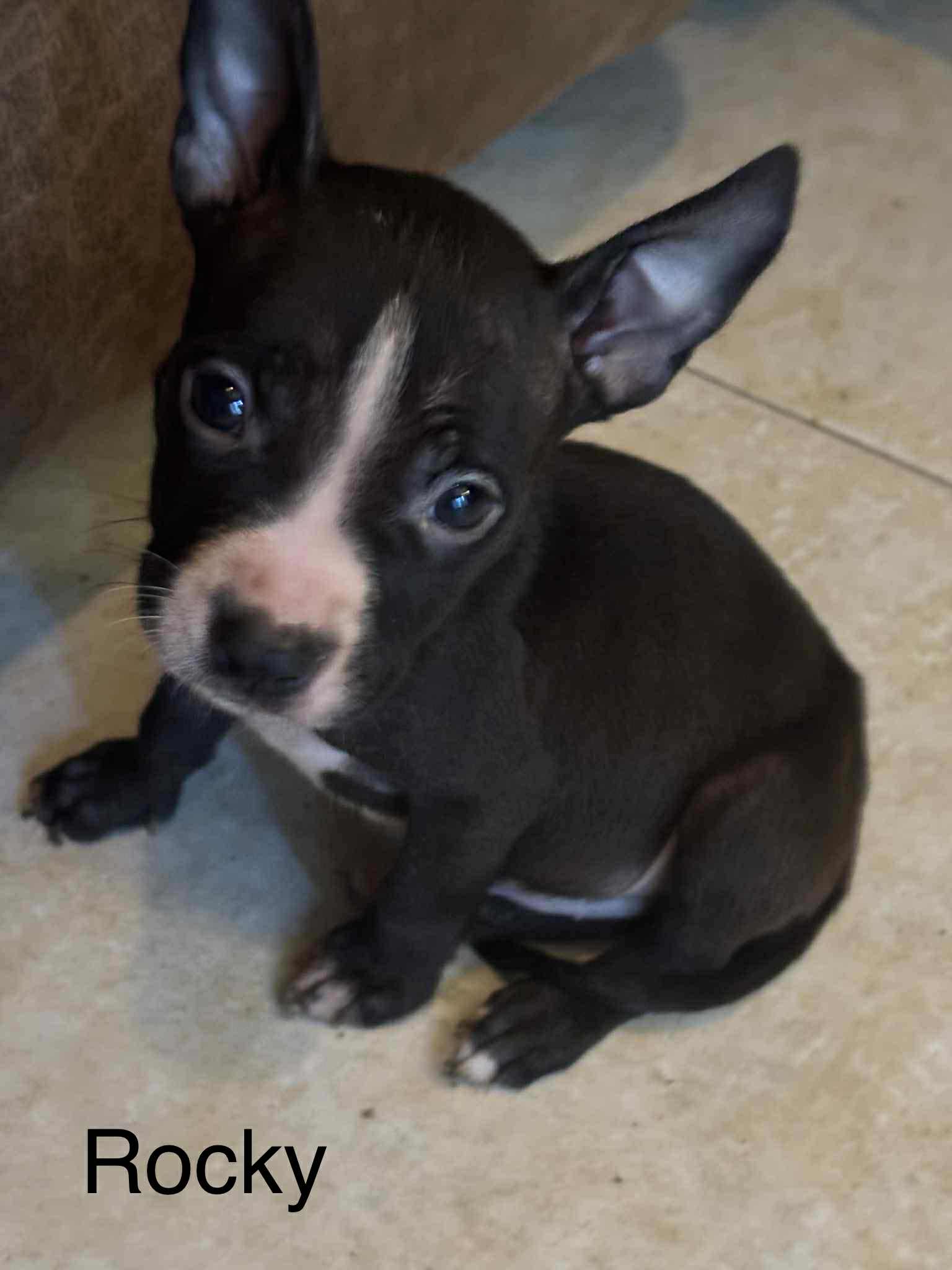 Rocky - American Staffordshire Terrier / Mixed (short coat)