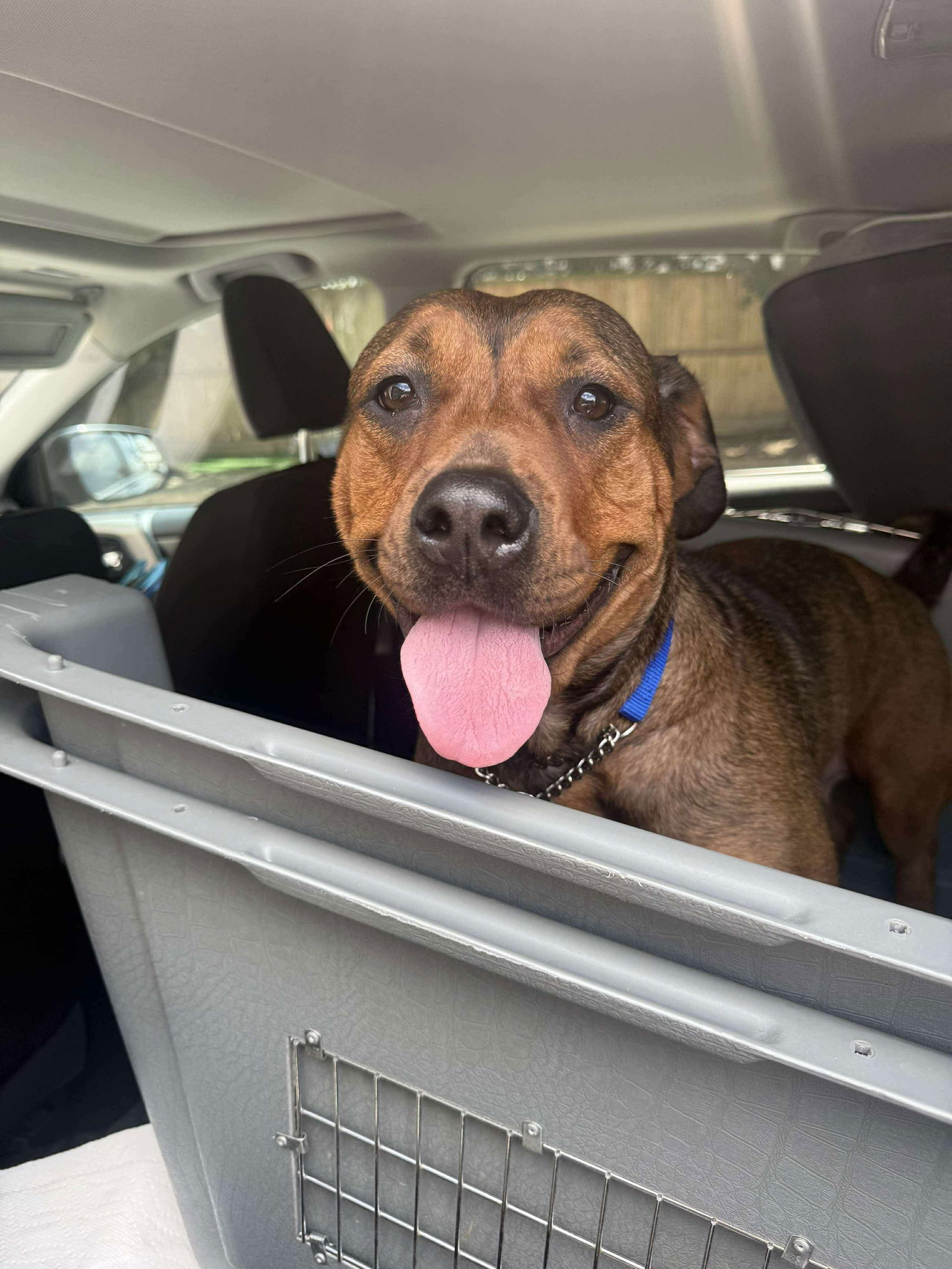 Pancake - American Staffordshire Terrier / Mixed (short coat)