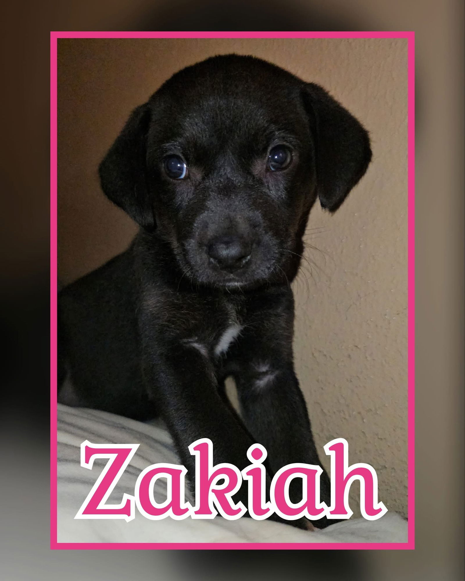 Zakiah - Labrador Retriever / Mixed (short coat)
