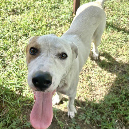 picture of the dog needing adoption
