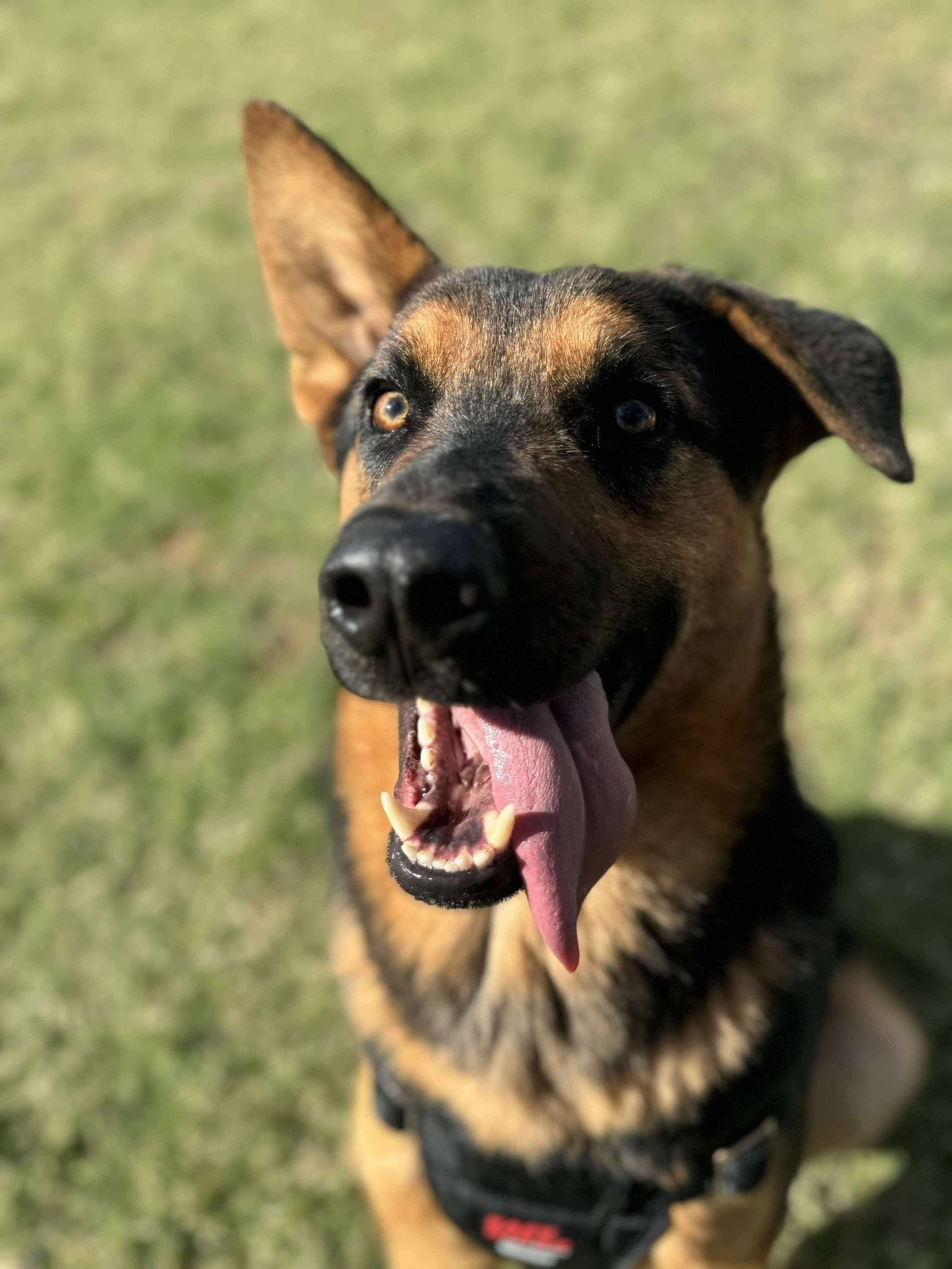 Thistle - Shepherd / Mixed (short coat)
