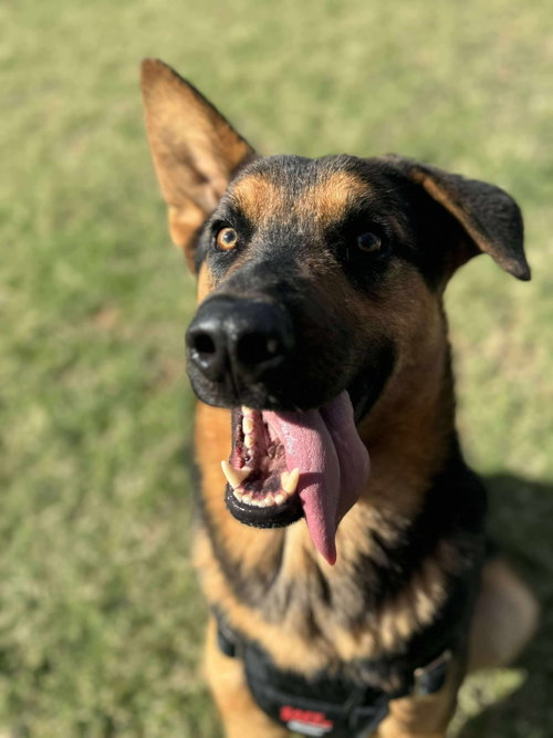 picture of the dog needing adoption