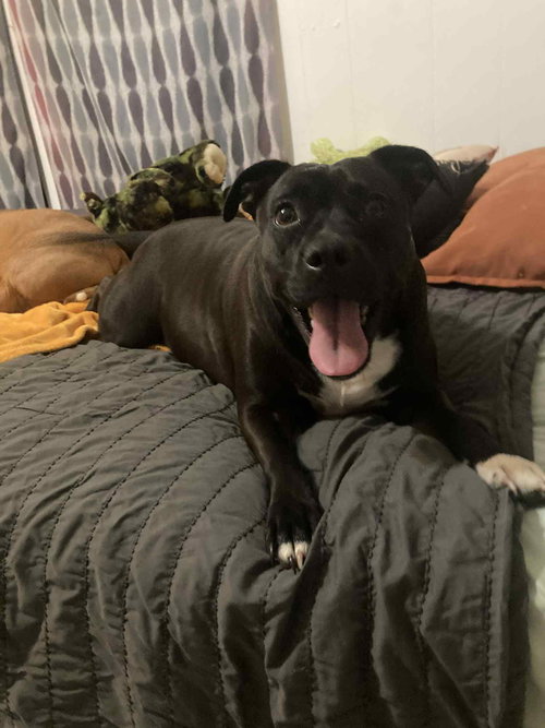 picture of the dog needing adoption