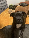 Peewee - Photo 7