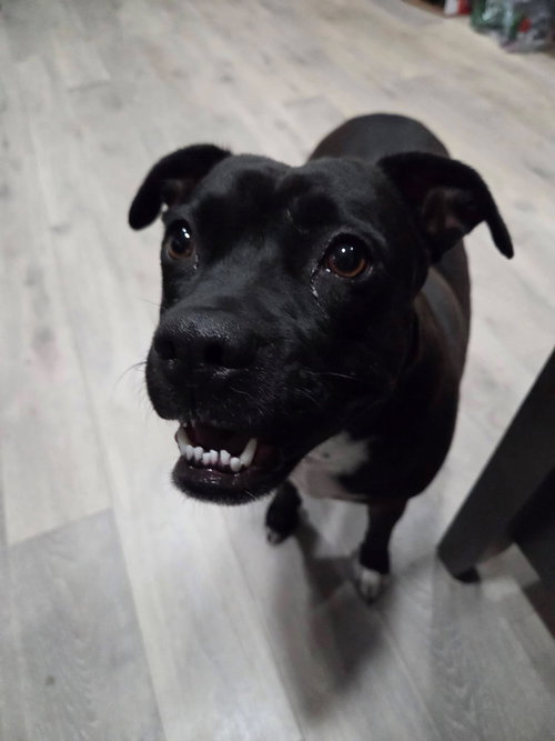picture of the dog needing adoption