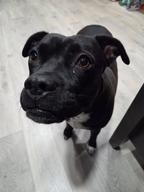 PEEWEE - American Staffordshire Terrier available for adoption