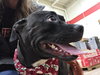 Peewee - Photo 3