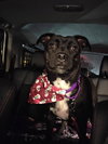 Peewee - Photo 4