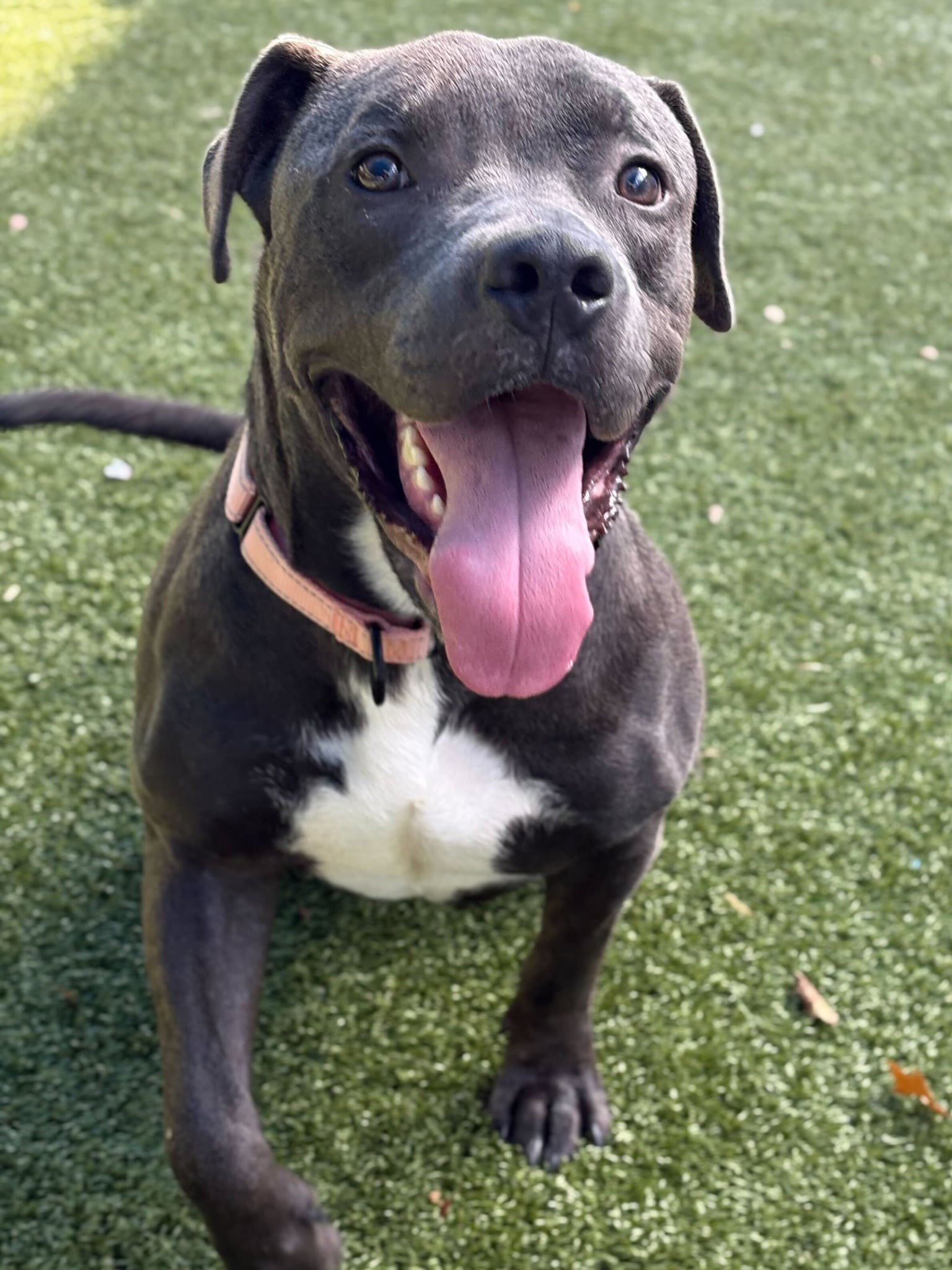 Storm - American Pit Bull Terrier / Mixed (short coat)