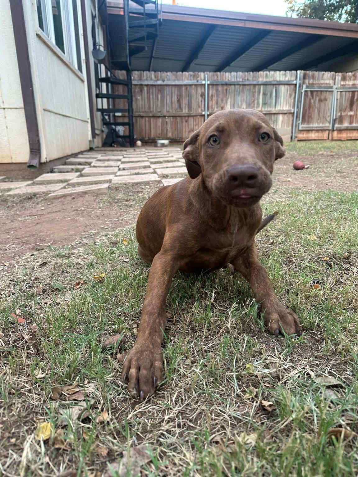 Cocoa - Chocolate Labrador Retriever / Mixed (short coat)