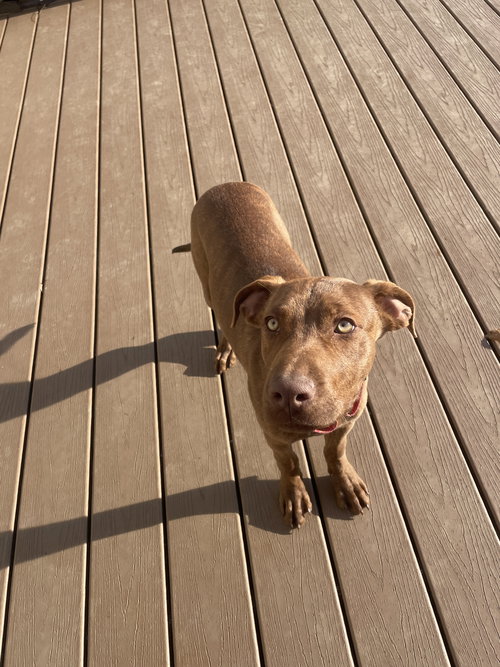 picture of the dog needing adoption