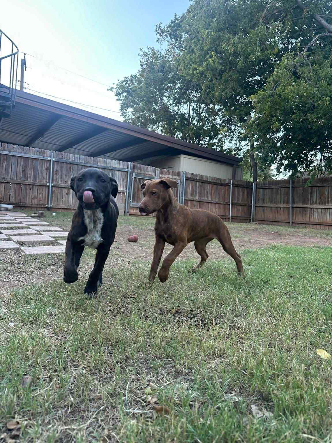 Onyx - Labrador Retriever / Mixed (short coat)