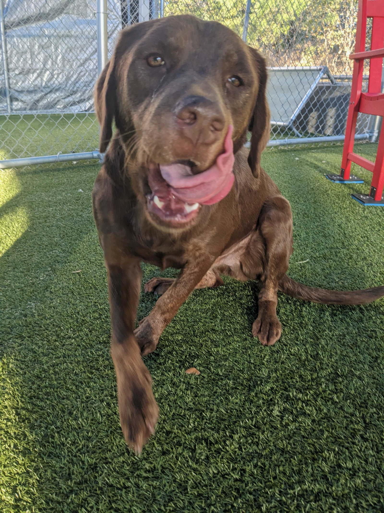 Lenny - Labrador Retriever / Mixed (short coat)