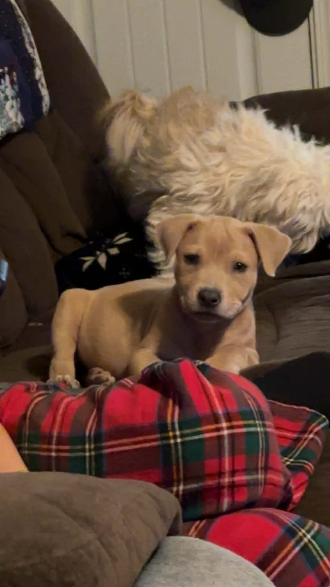 Hazel - Terrier / Mixed (short coat)