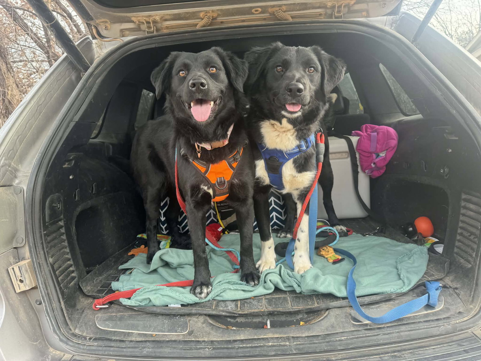 Dusty - Labrador Retriever / Mixed (medium coat)