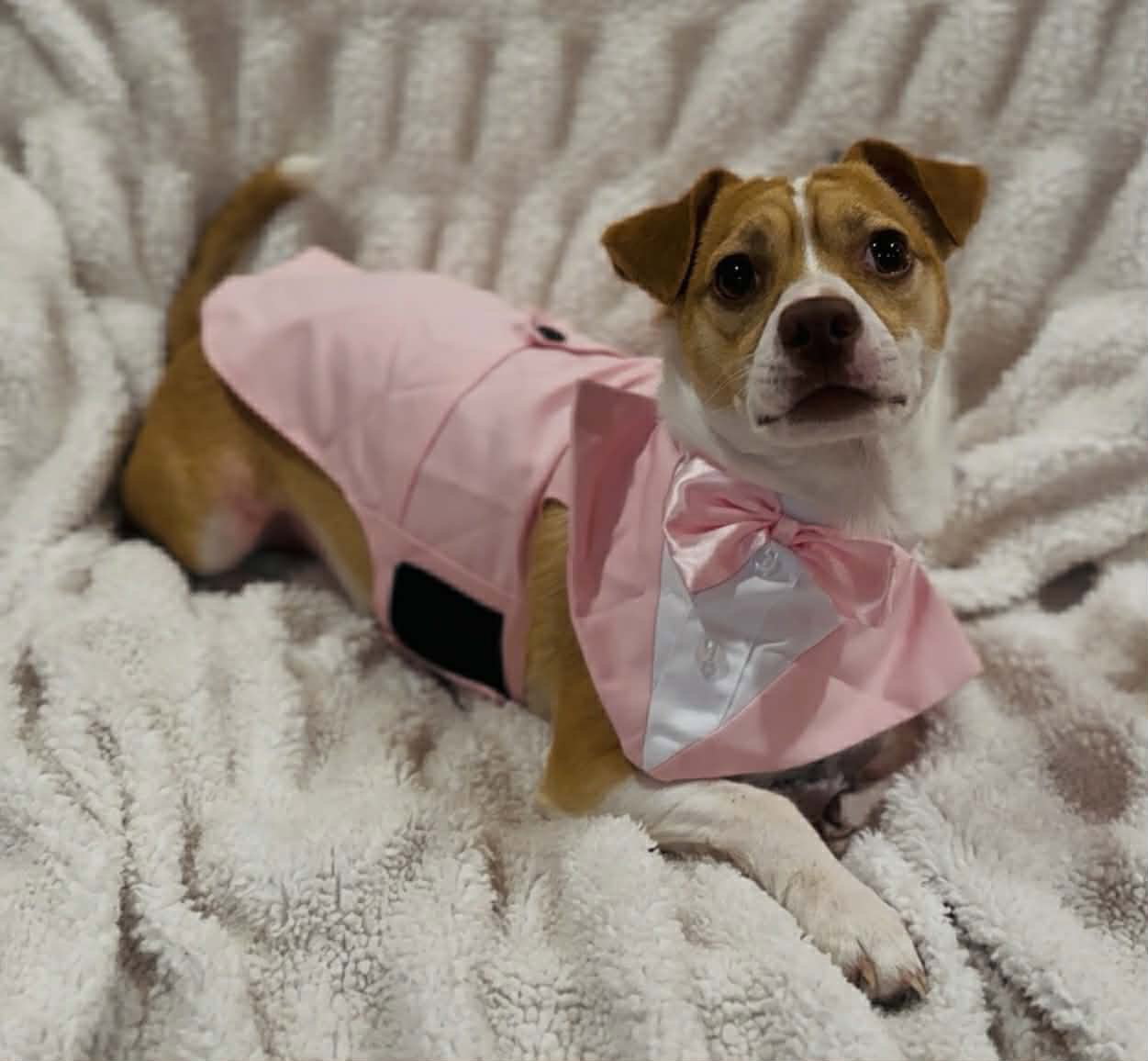 Jake - Chihuahua / Terrier / Mixed (short coat)