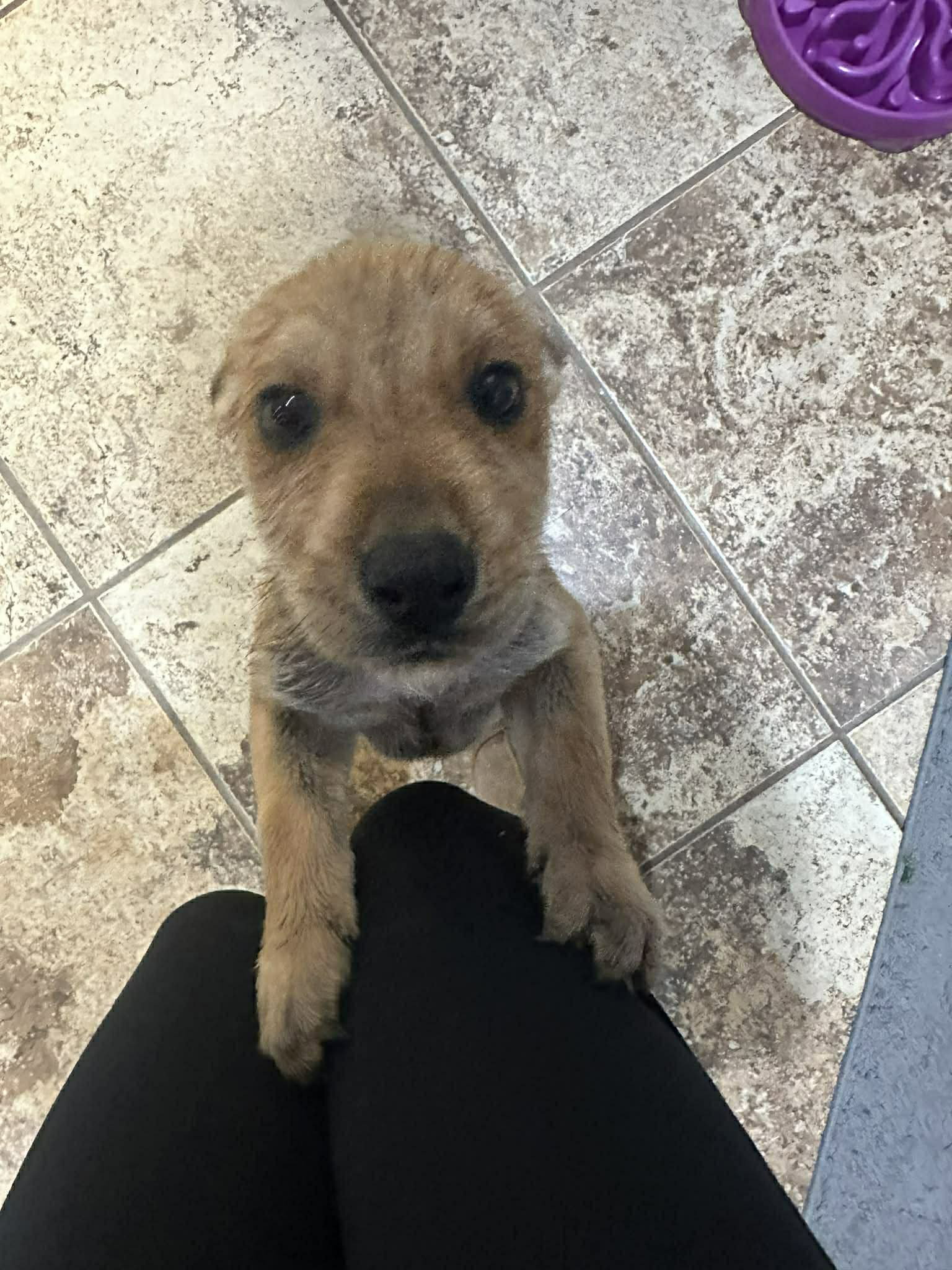 Angelo - Terrier / Mixed (short coat)
