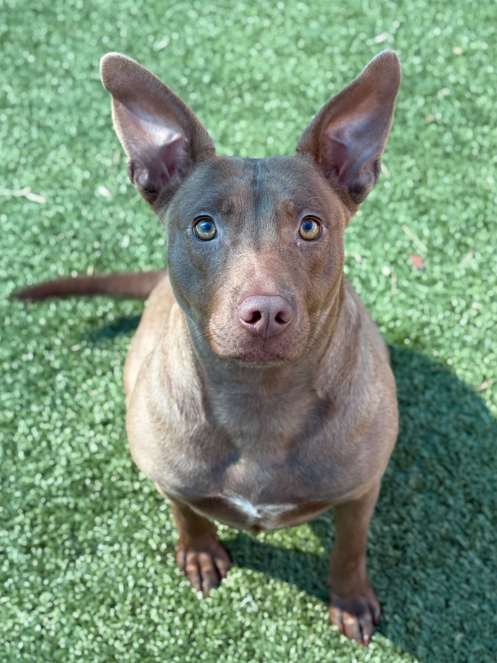 Ruby - Australian Kelpie / Mixed (short coat)