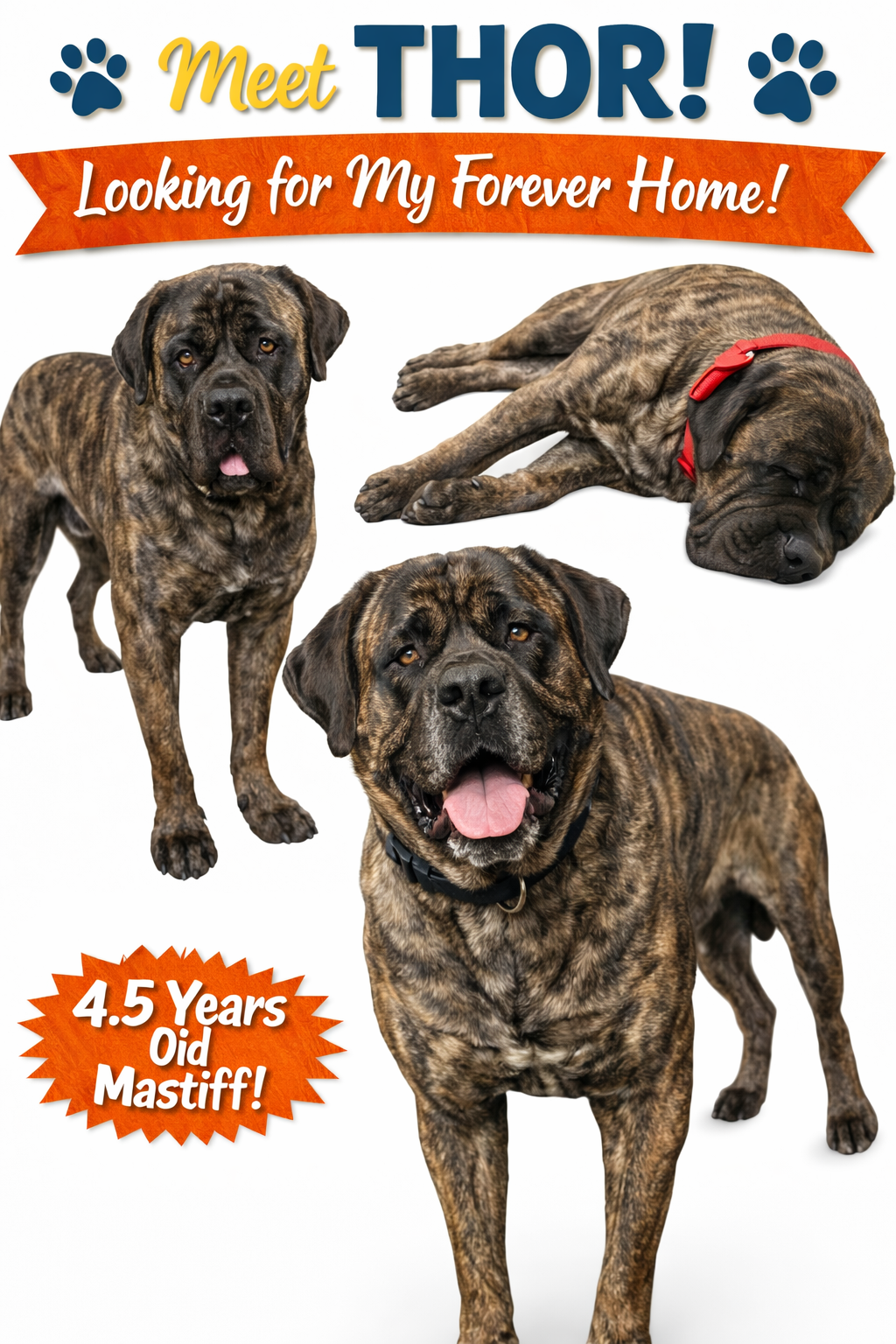 Thor - English Mastiff / Mixed (short coat)