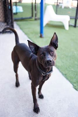 Chula - Terrier / Mixed (short coat)