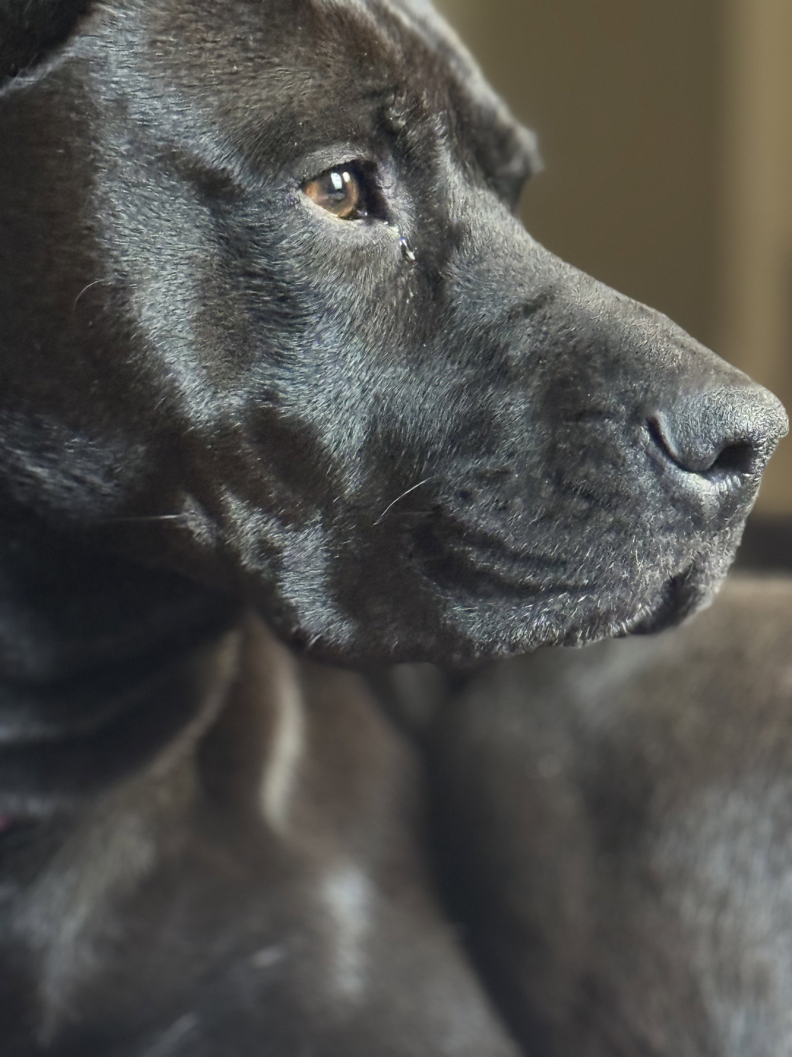 Chula