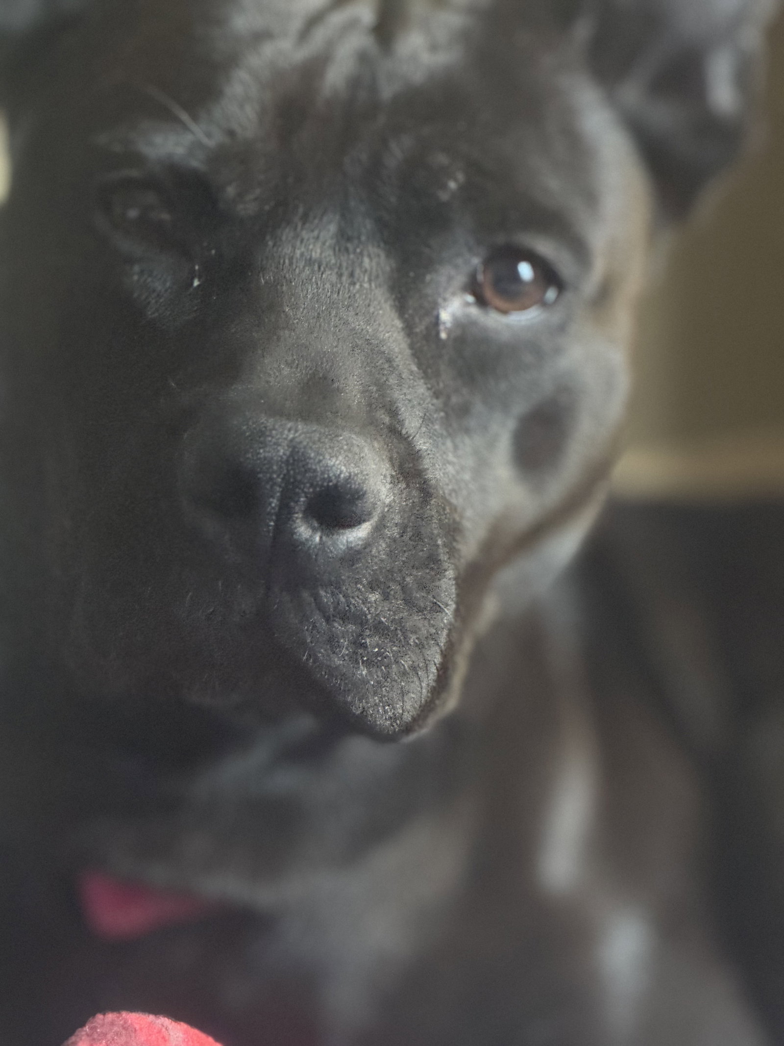 Chula