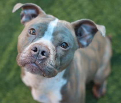 Sparkles - Terrier / American Staffordshire Terrier / Mixed (short coat)